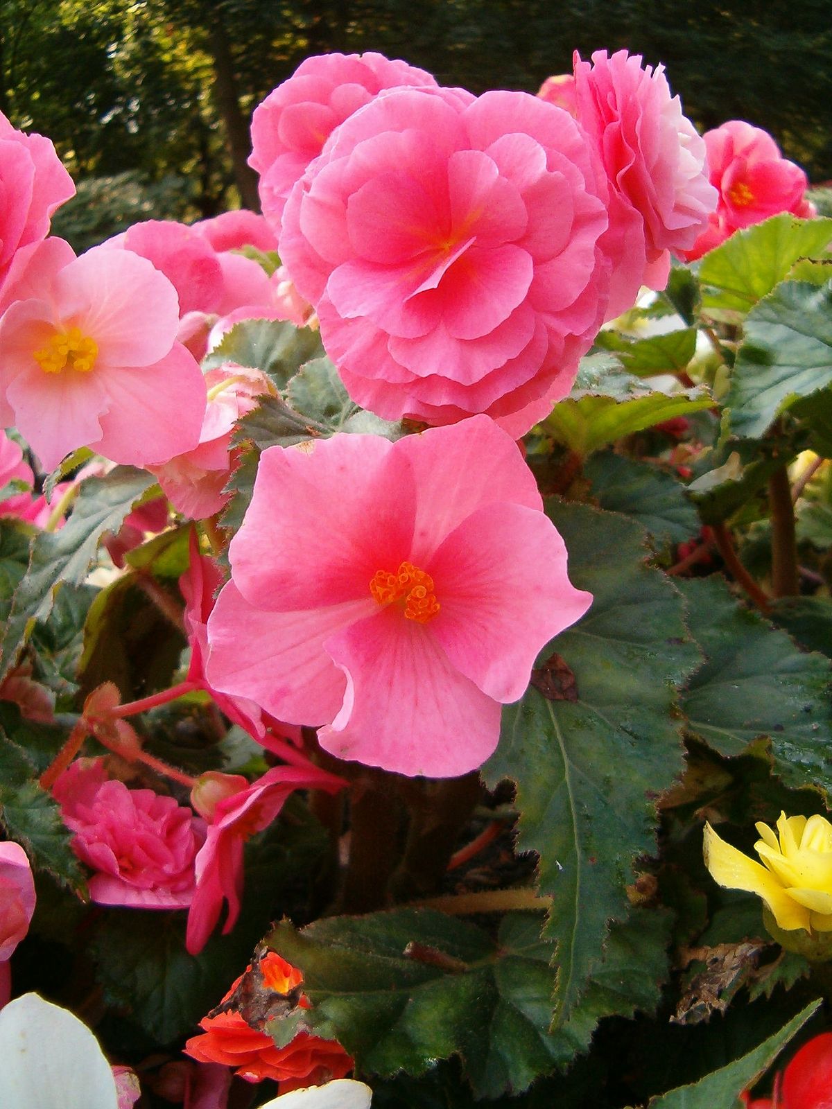 Begoniaceae