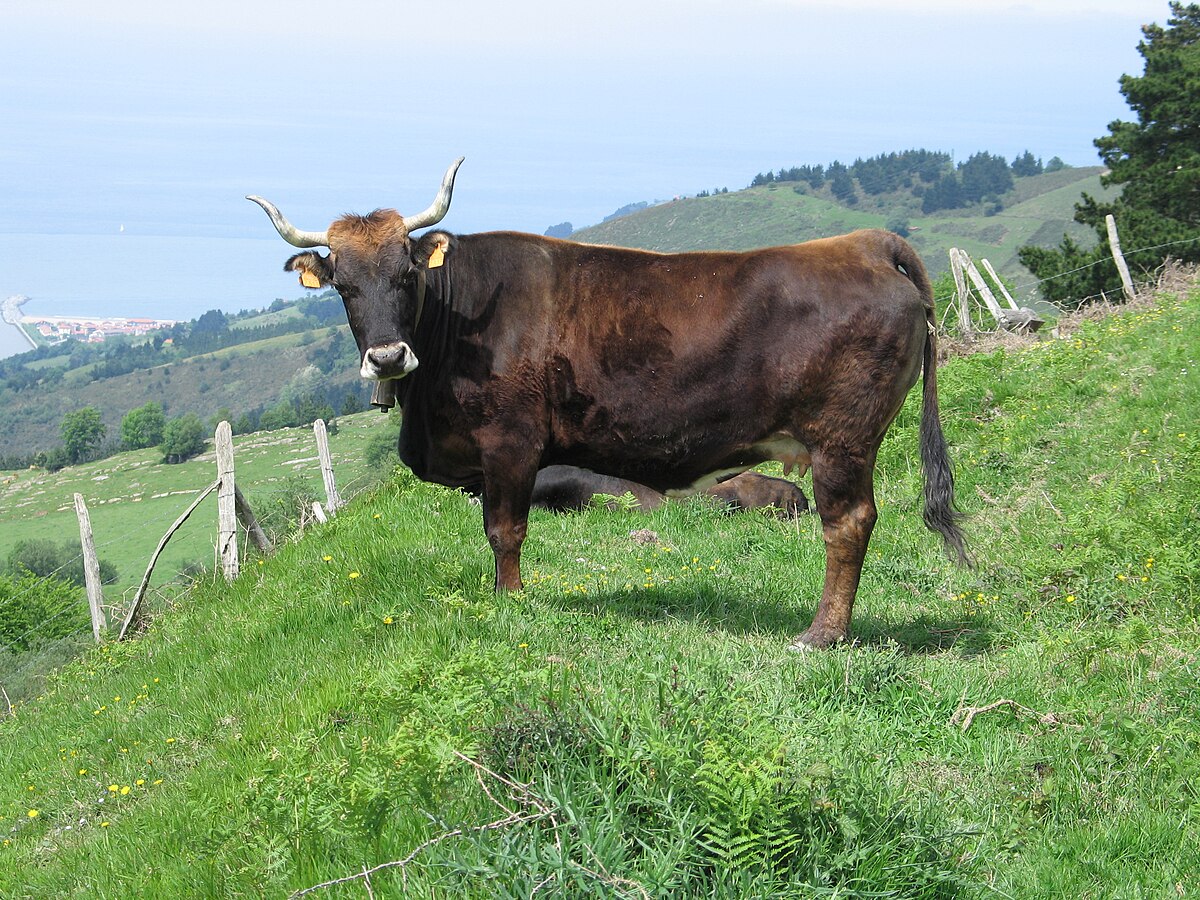 Terreña