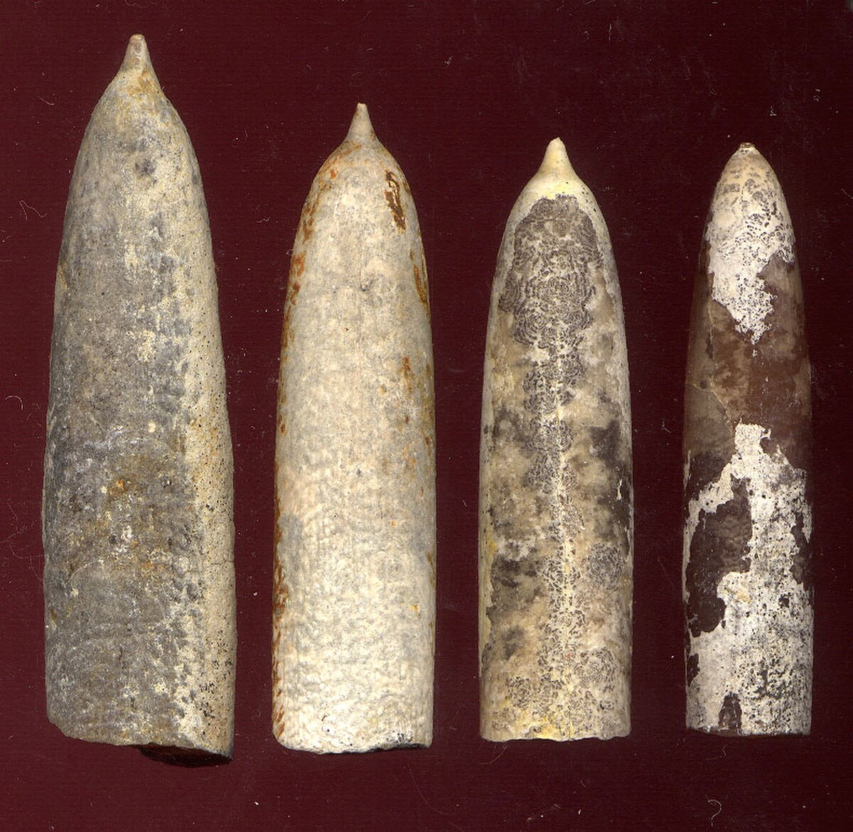 Belemnoidea