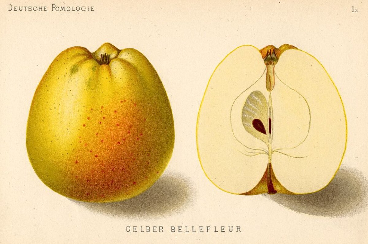 Belle fleur jaune