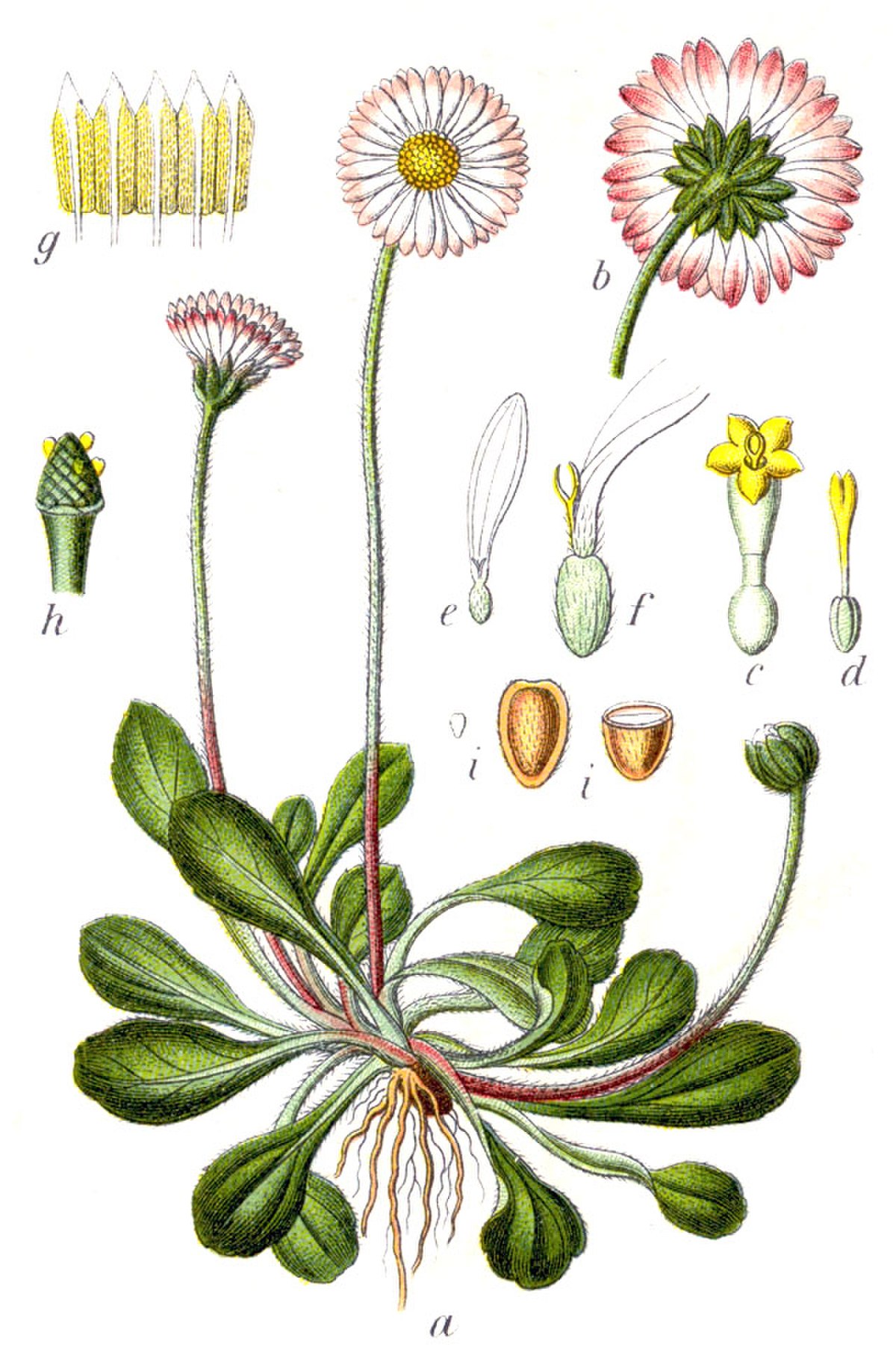 Bellis