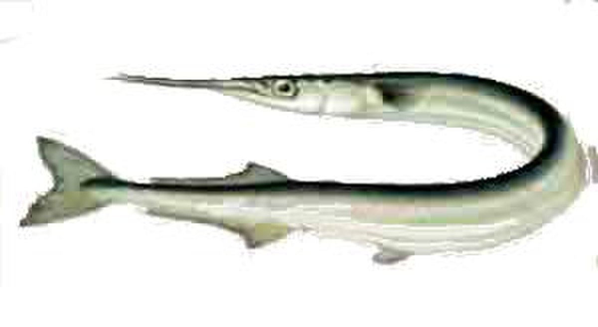 Beloniformes