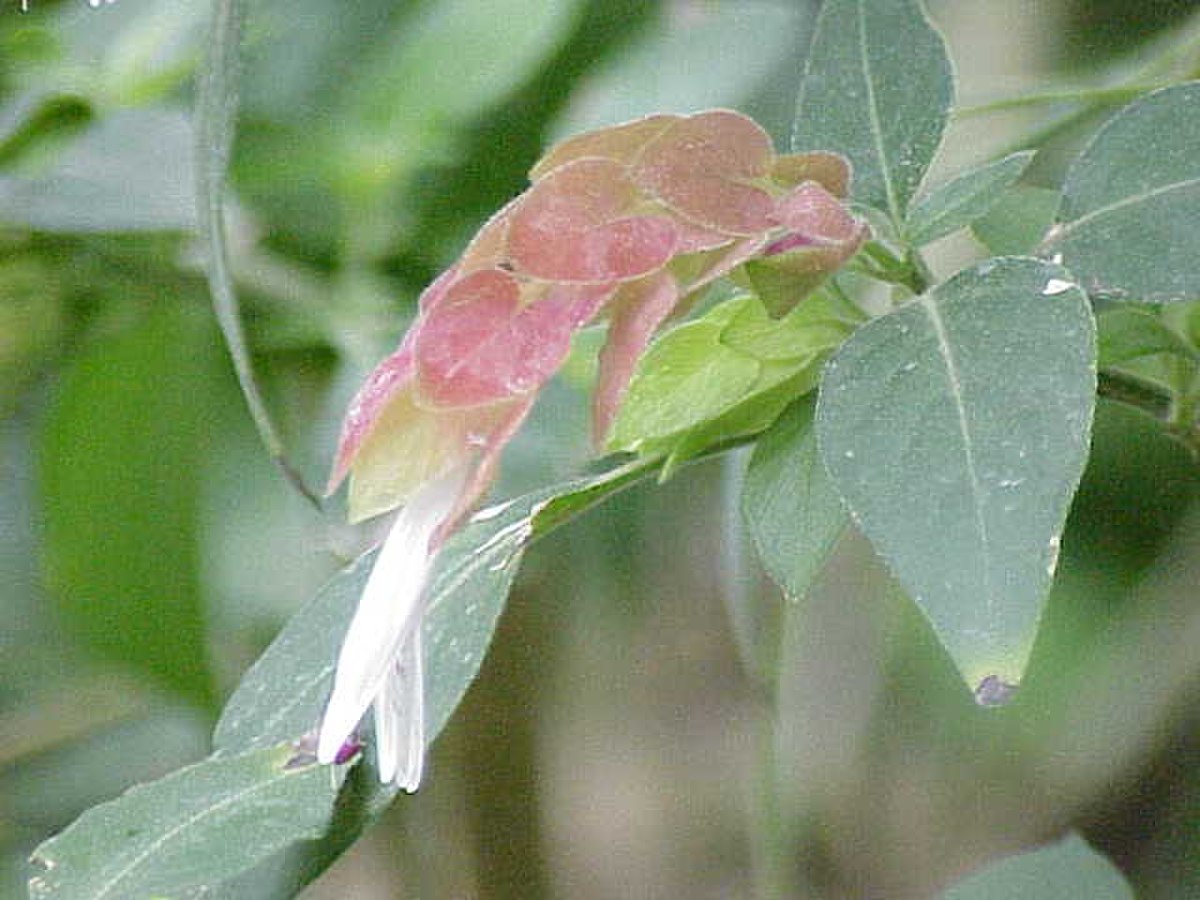 Acanthaceae
