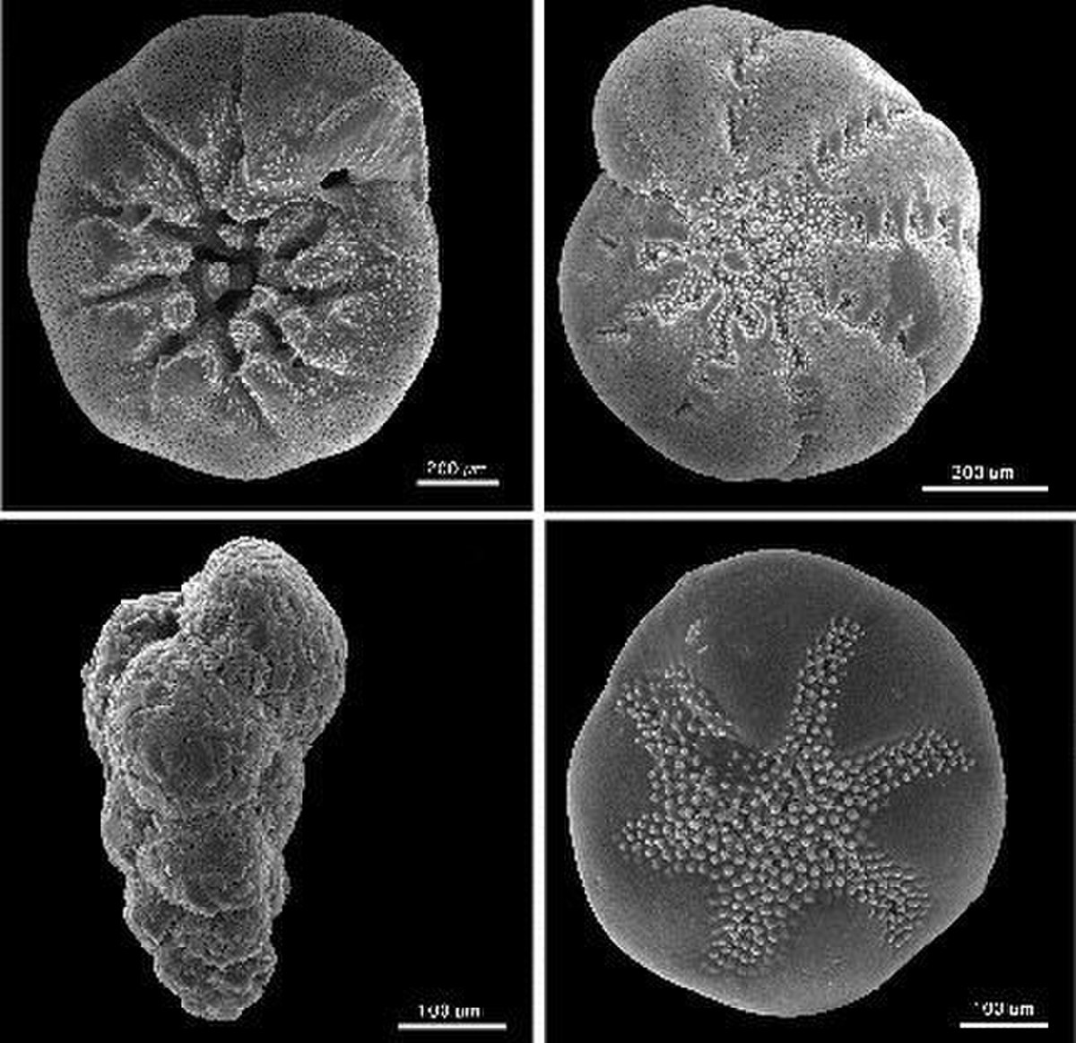 Protista