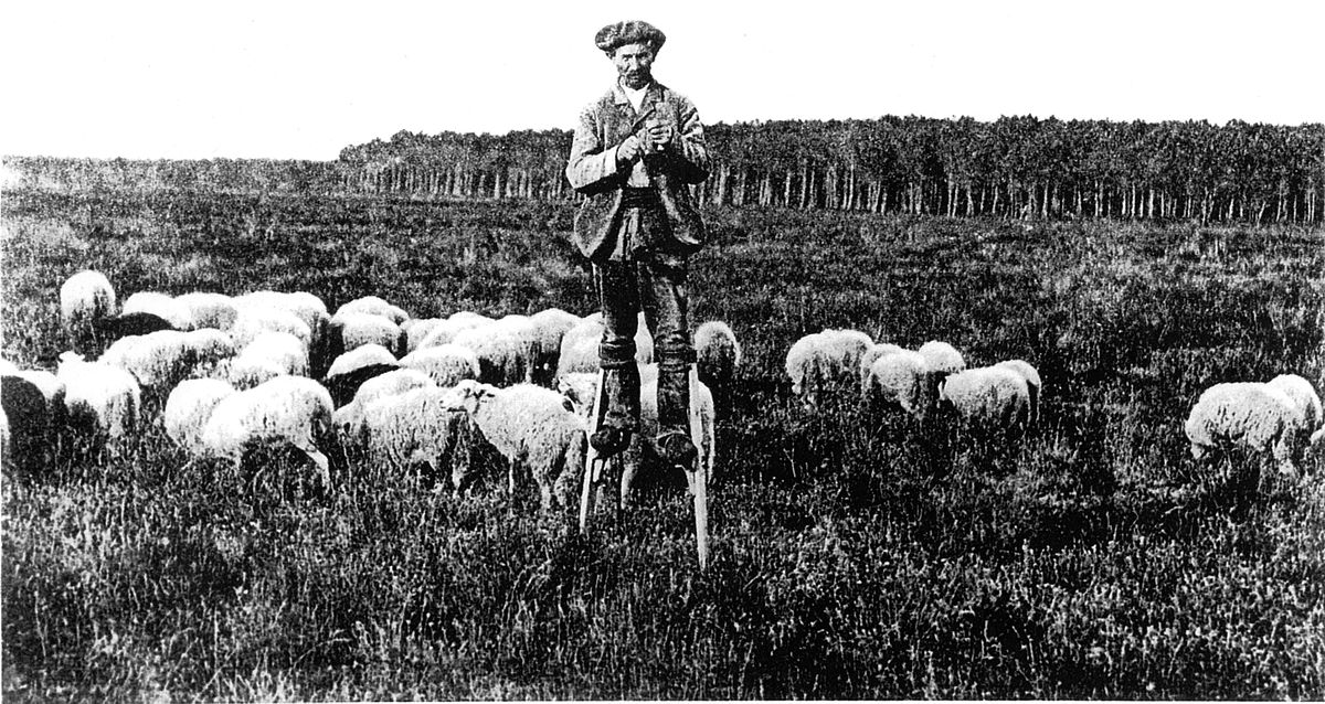Brebis landaise