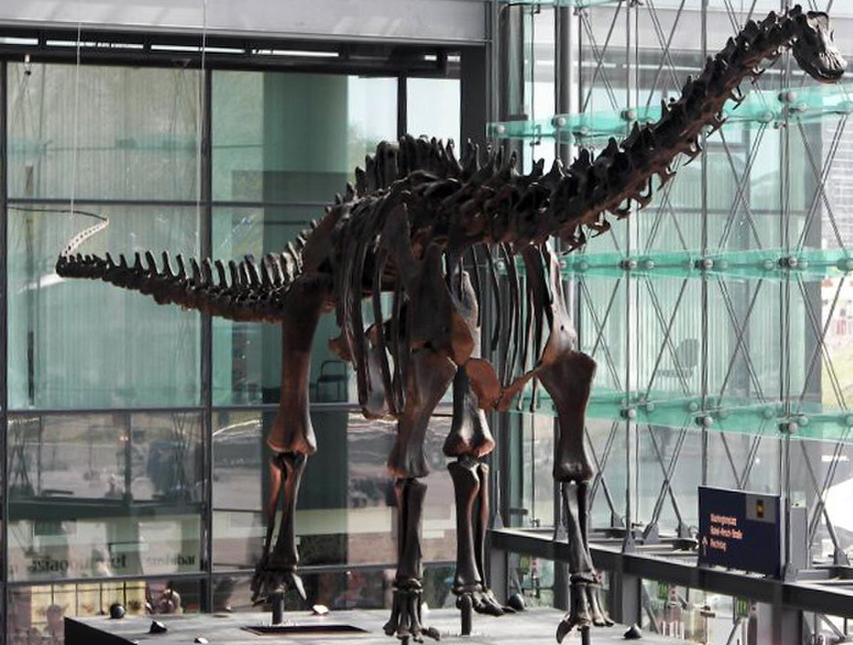 Diplodocus
