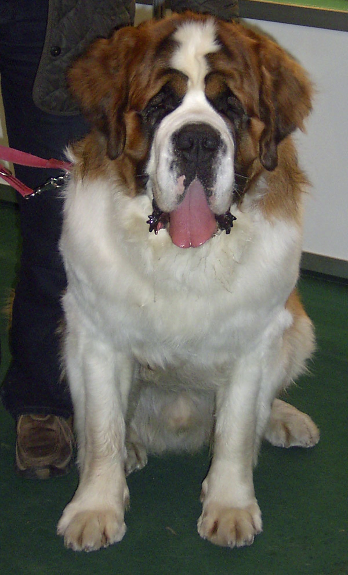 Saint-bernard