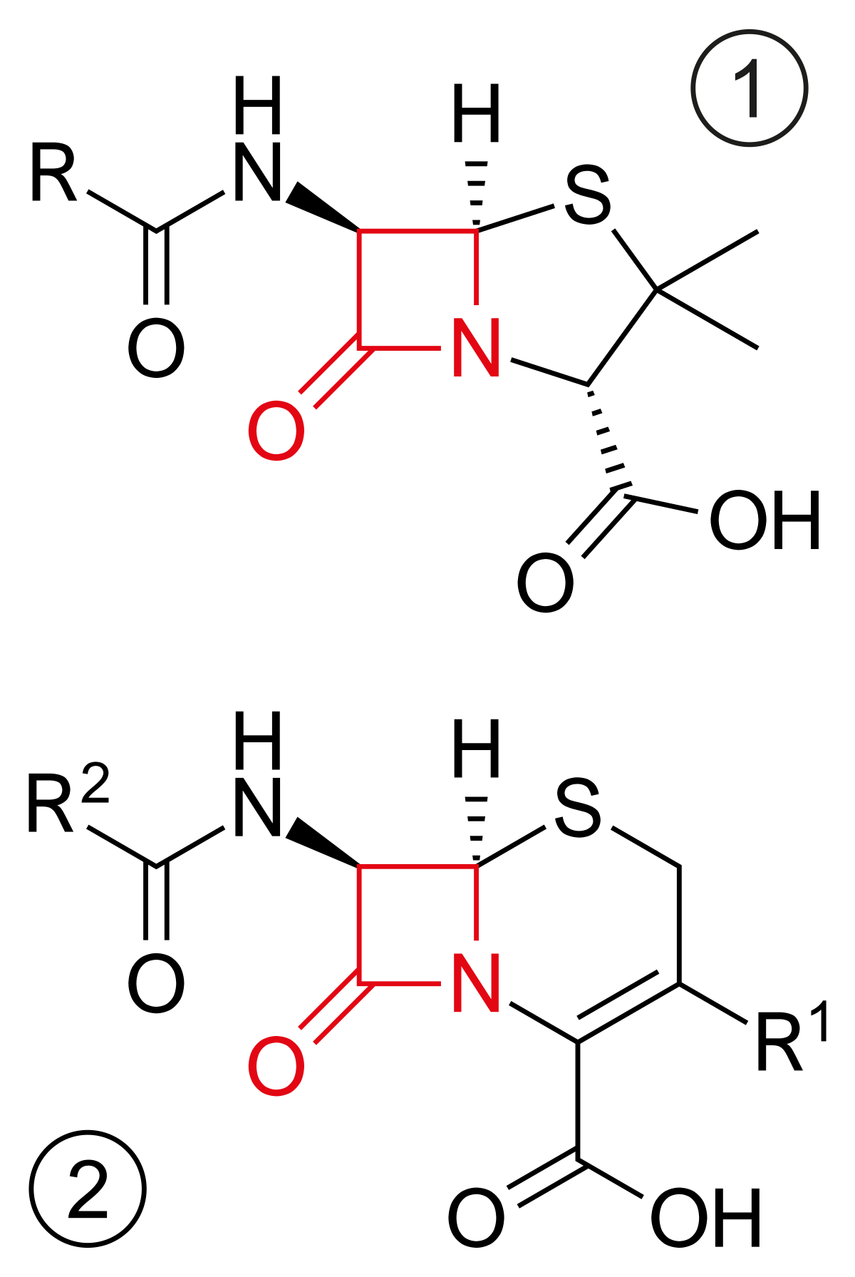 Antibiotique bêta-lactamine