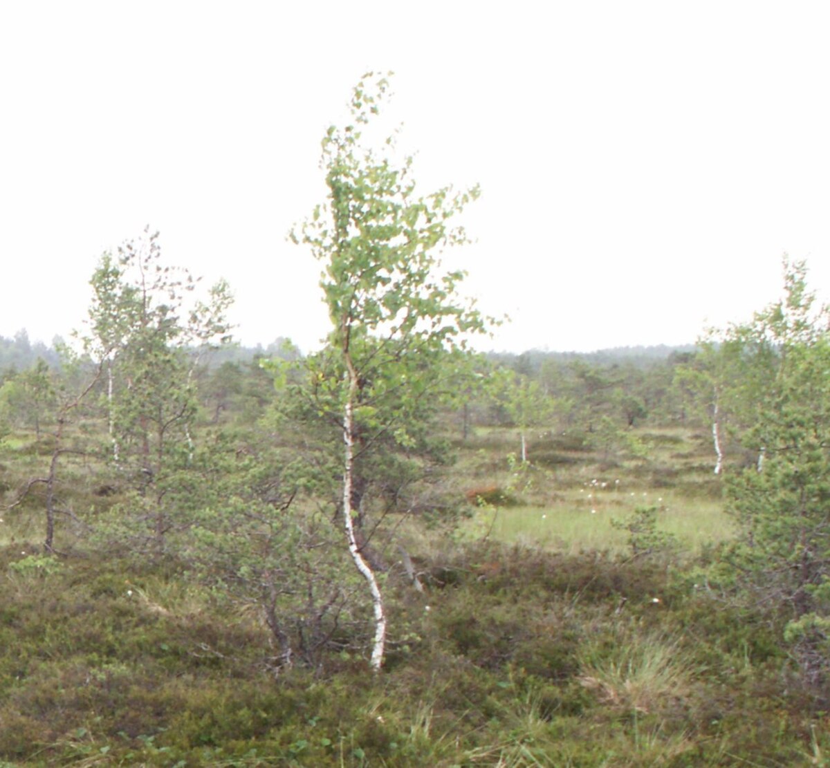 Betula pubescens dans une tourbière