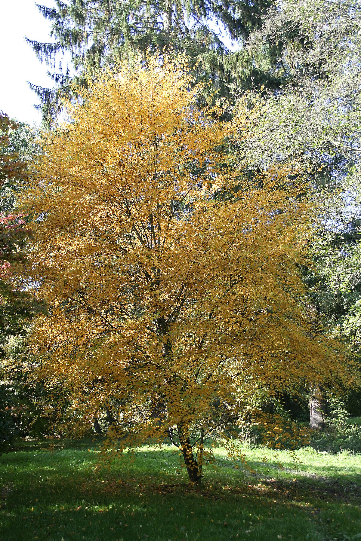 Betula uber