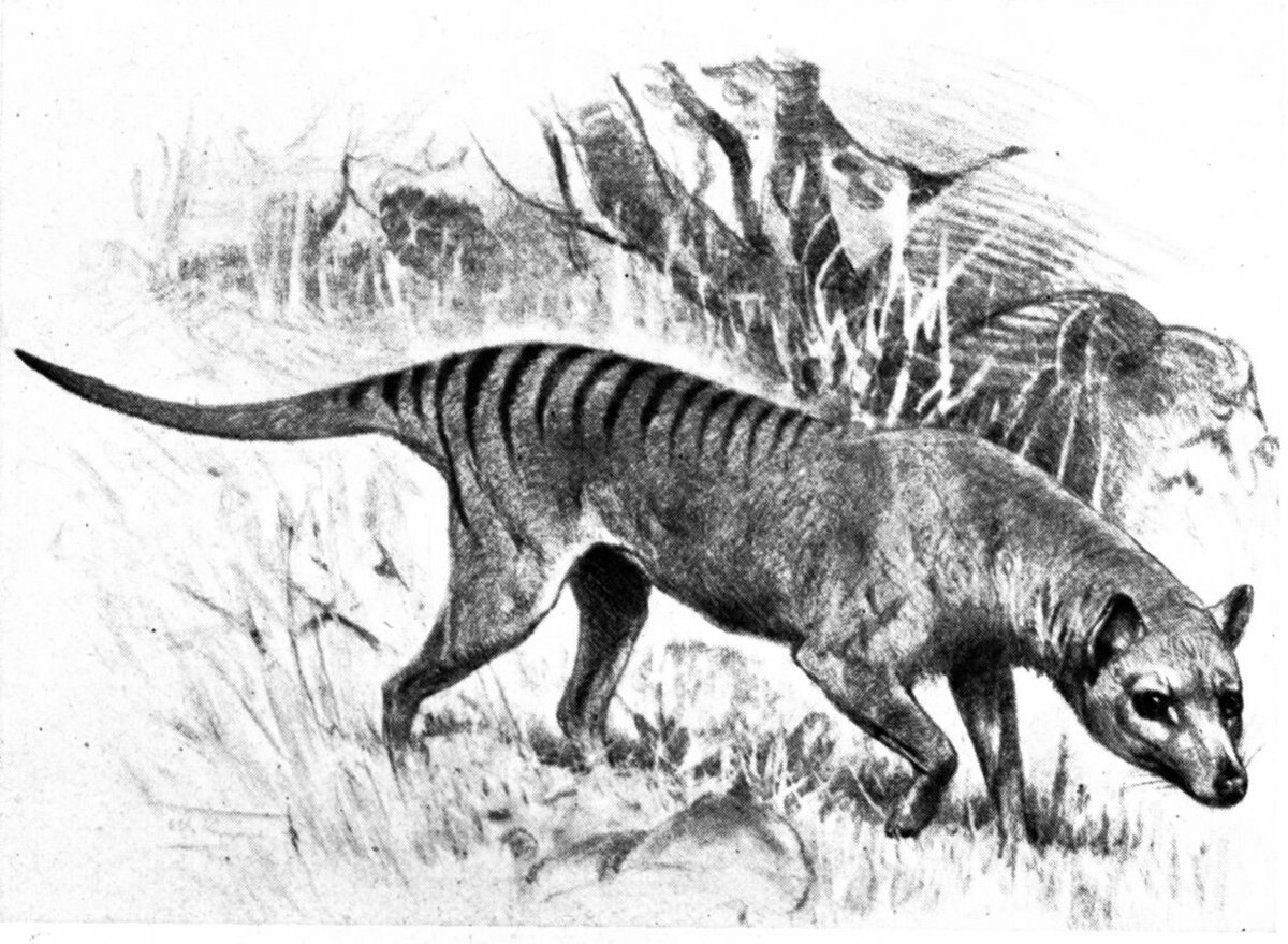 Thylacine