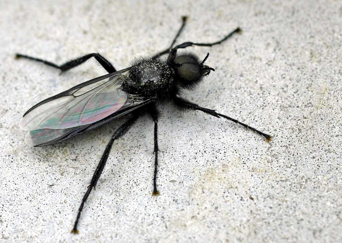 Bibionidae