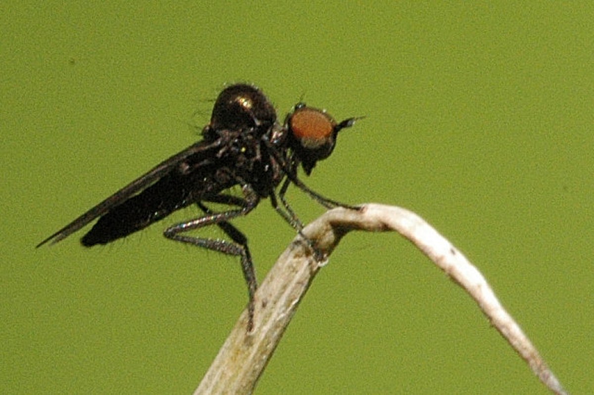 Hybotidae