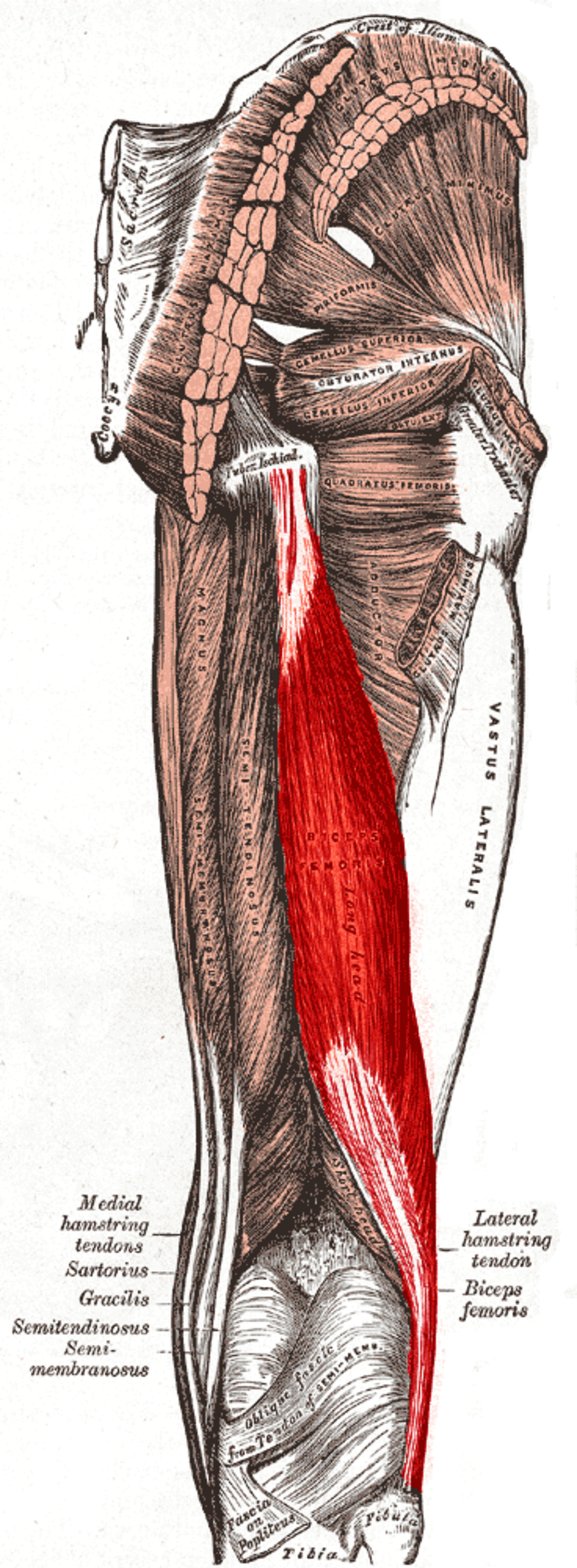 Muscle biceps fémoral