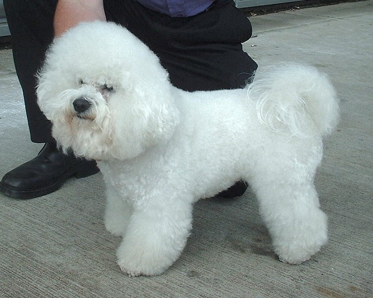 Bichon à poil frisé