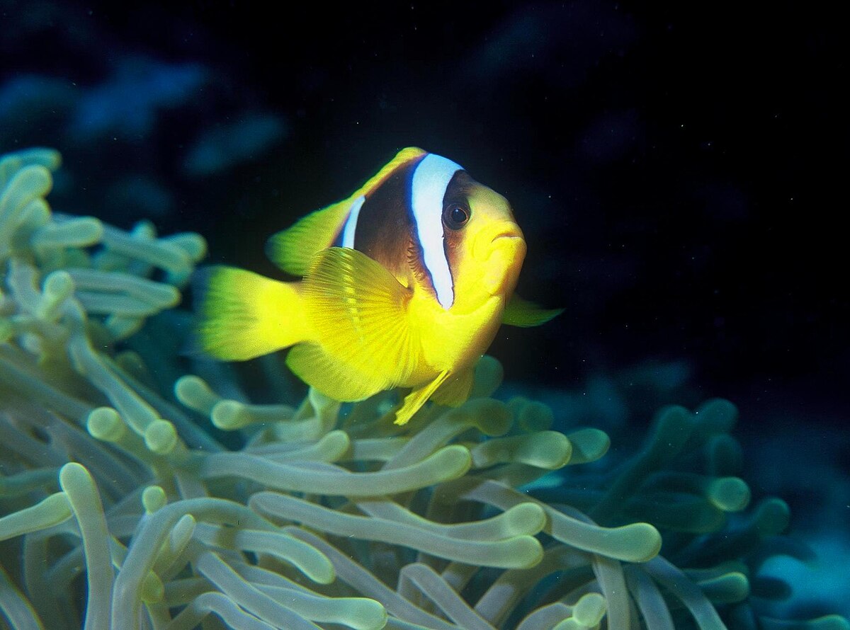 Amphiprion bicinctus