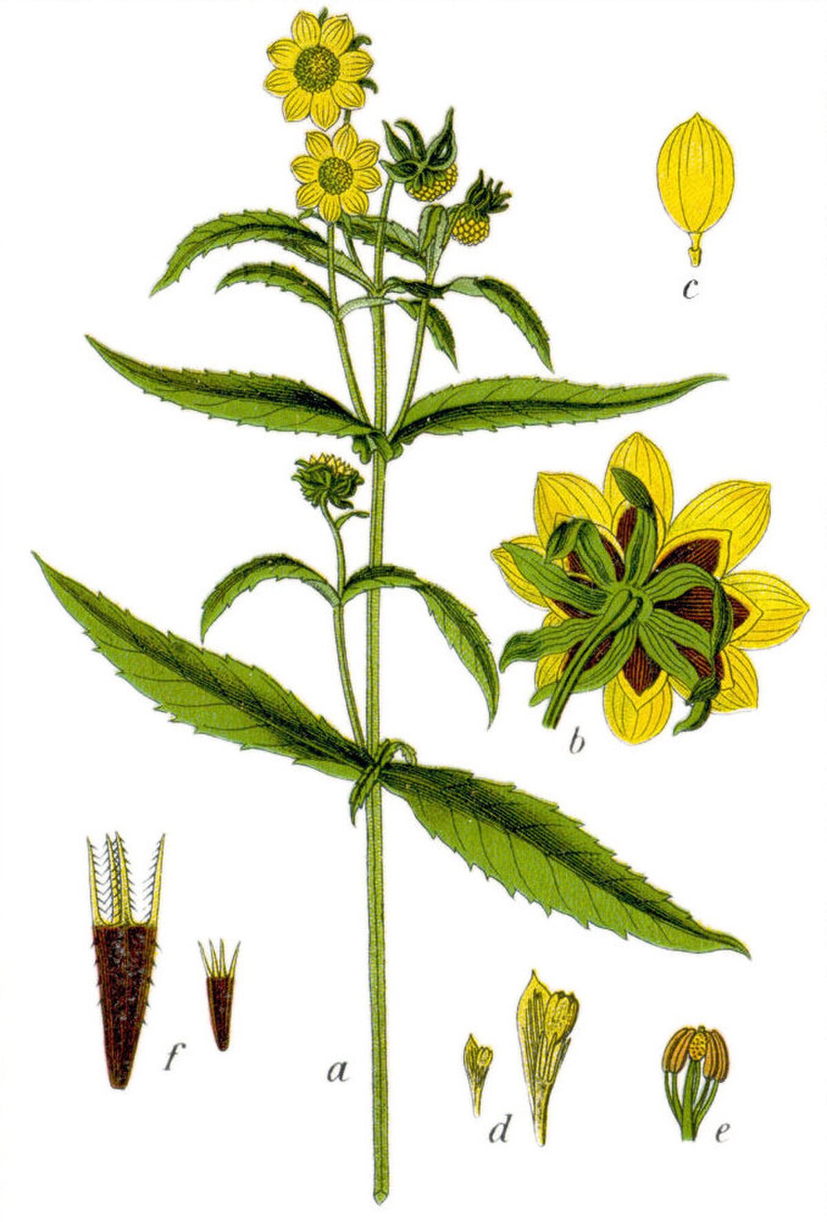 Bidens cernua