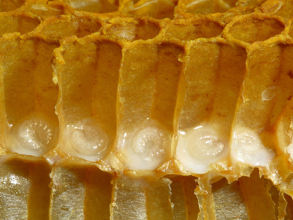 Bienenwabe mit Brut 11.jpg