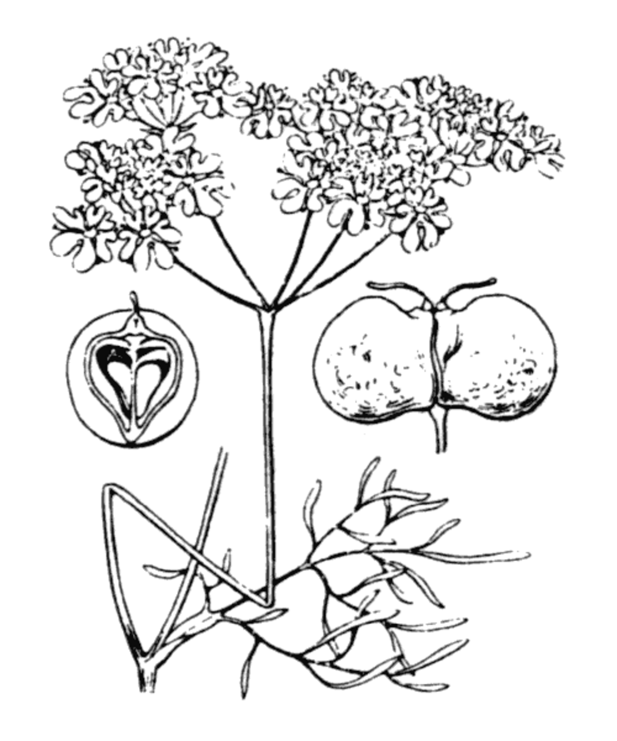 Bifora rayonnant