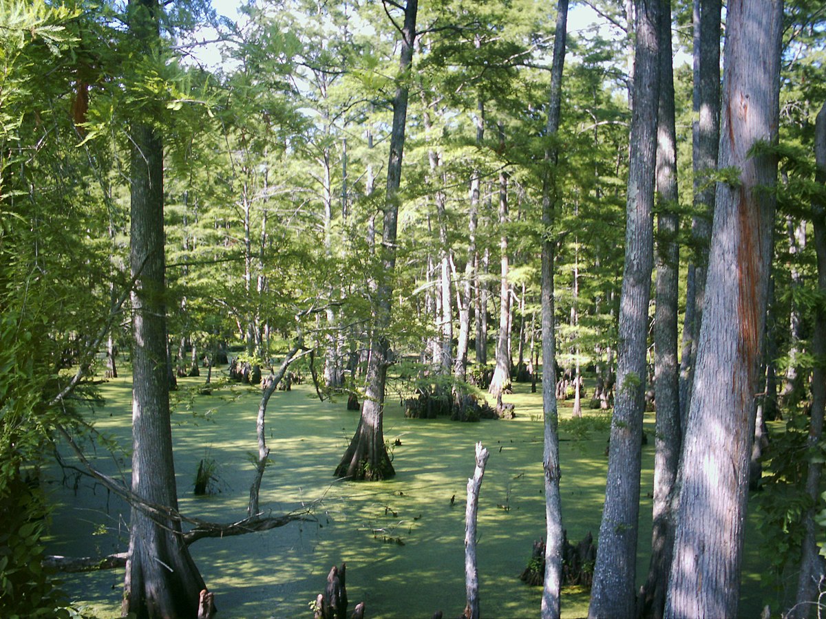 Climat subtropical humide