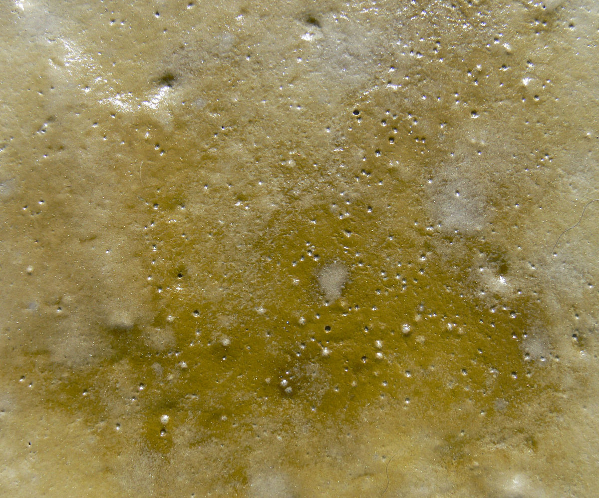 Biofilm