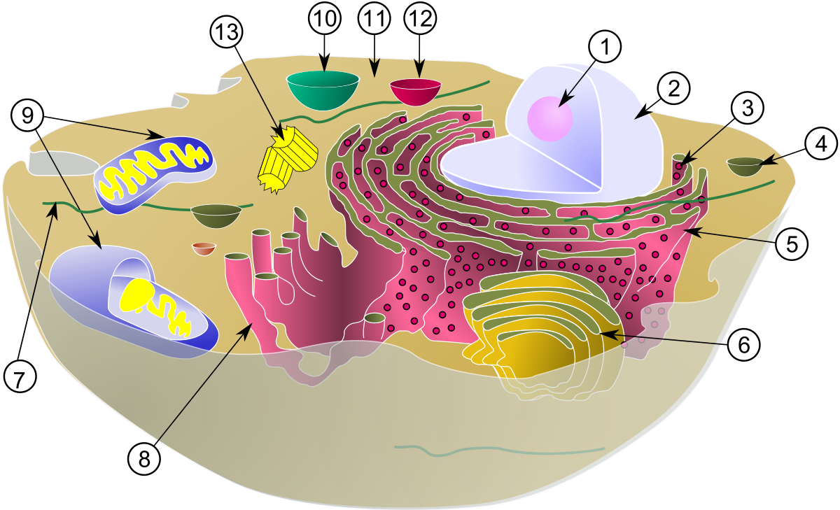 Ribosome
