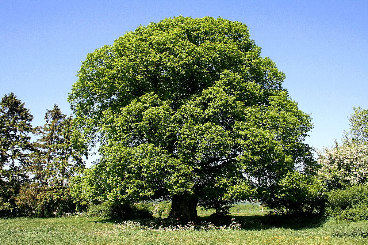 Arbre sur pied