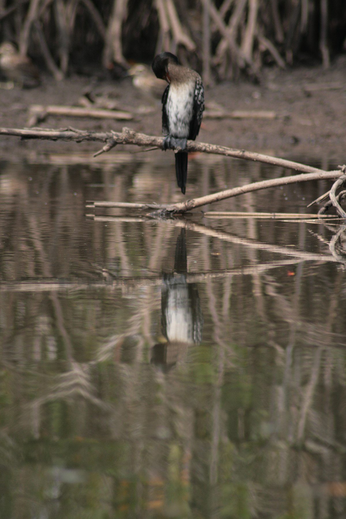 Cormoran africain