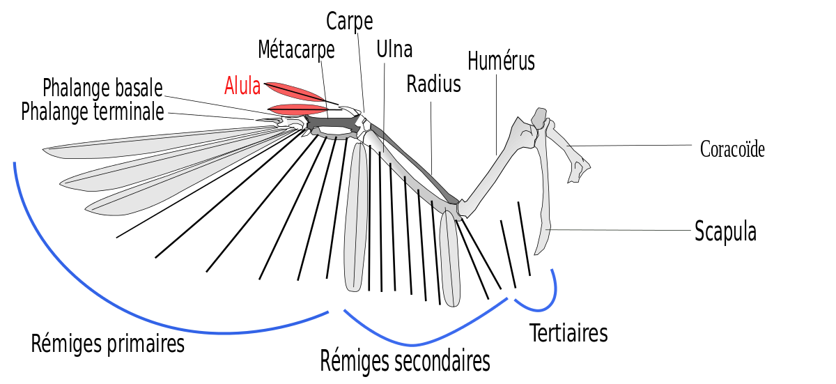Neognathae