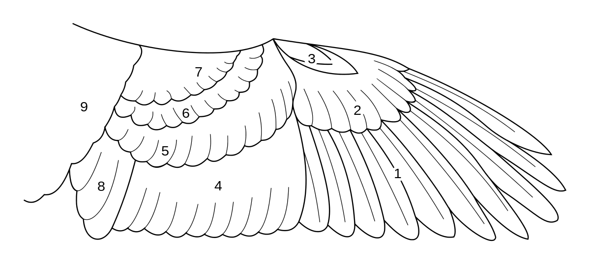 Aile (oiseau)