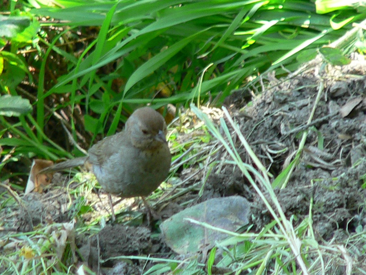 Birdy.jpg