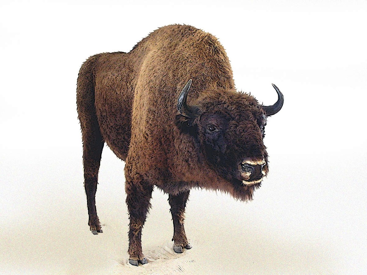 Bison dessin fl.jpg