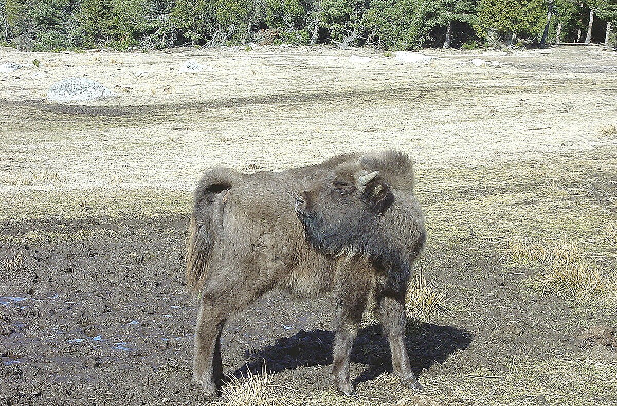 Réserve de bisons d'Europe de Sainte-Eulalie