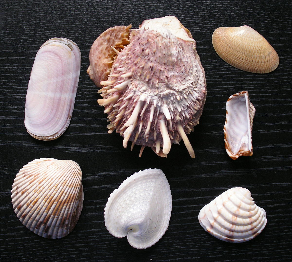 Bivalvia (classification phylogénétique)