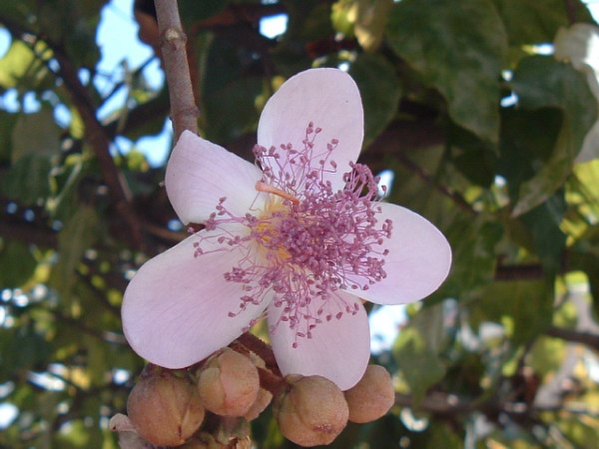 Bixaceae