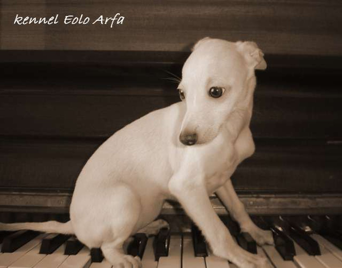 Bjanka piano retro.jpg