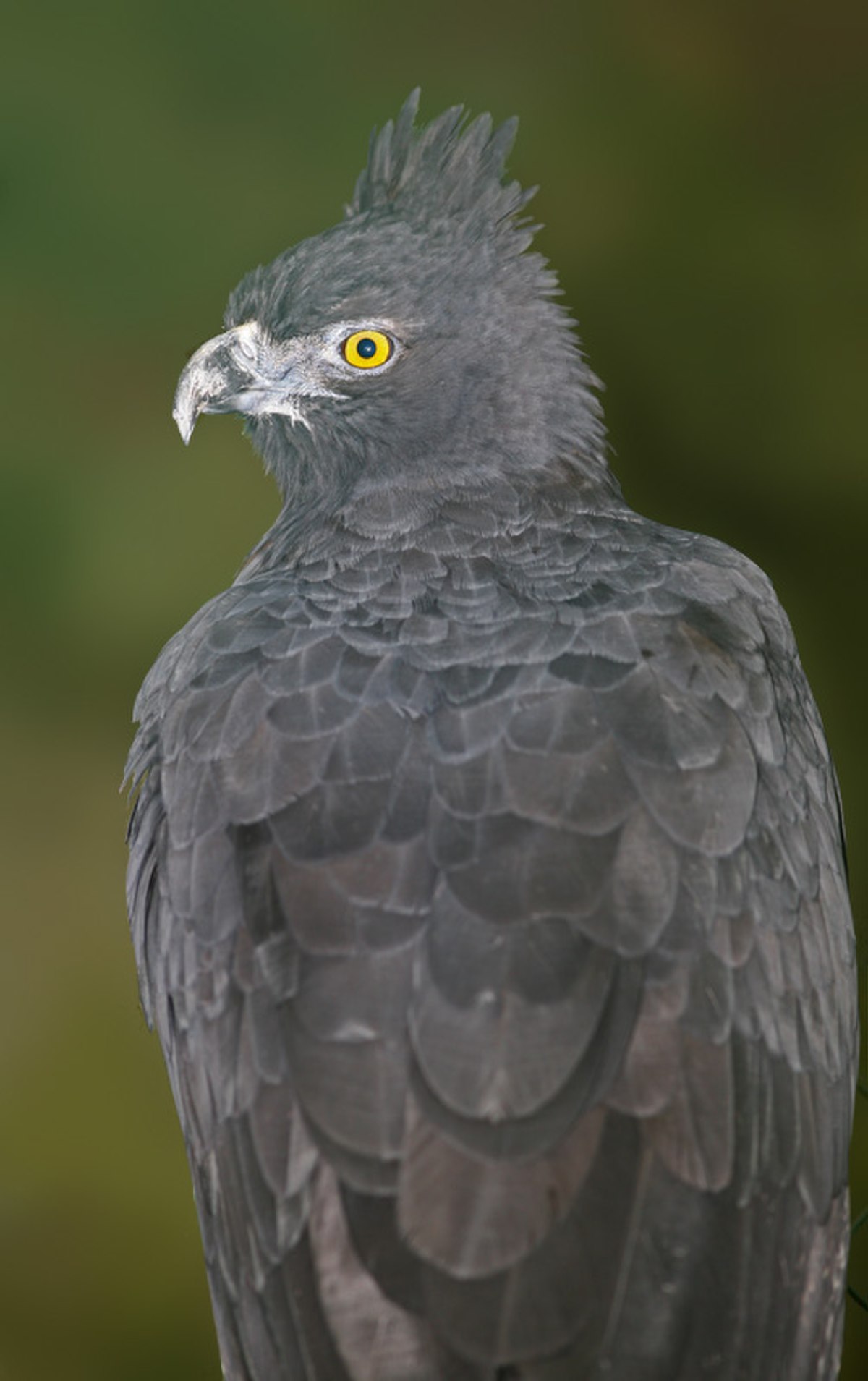 Aigle d'Isidore