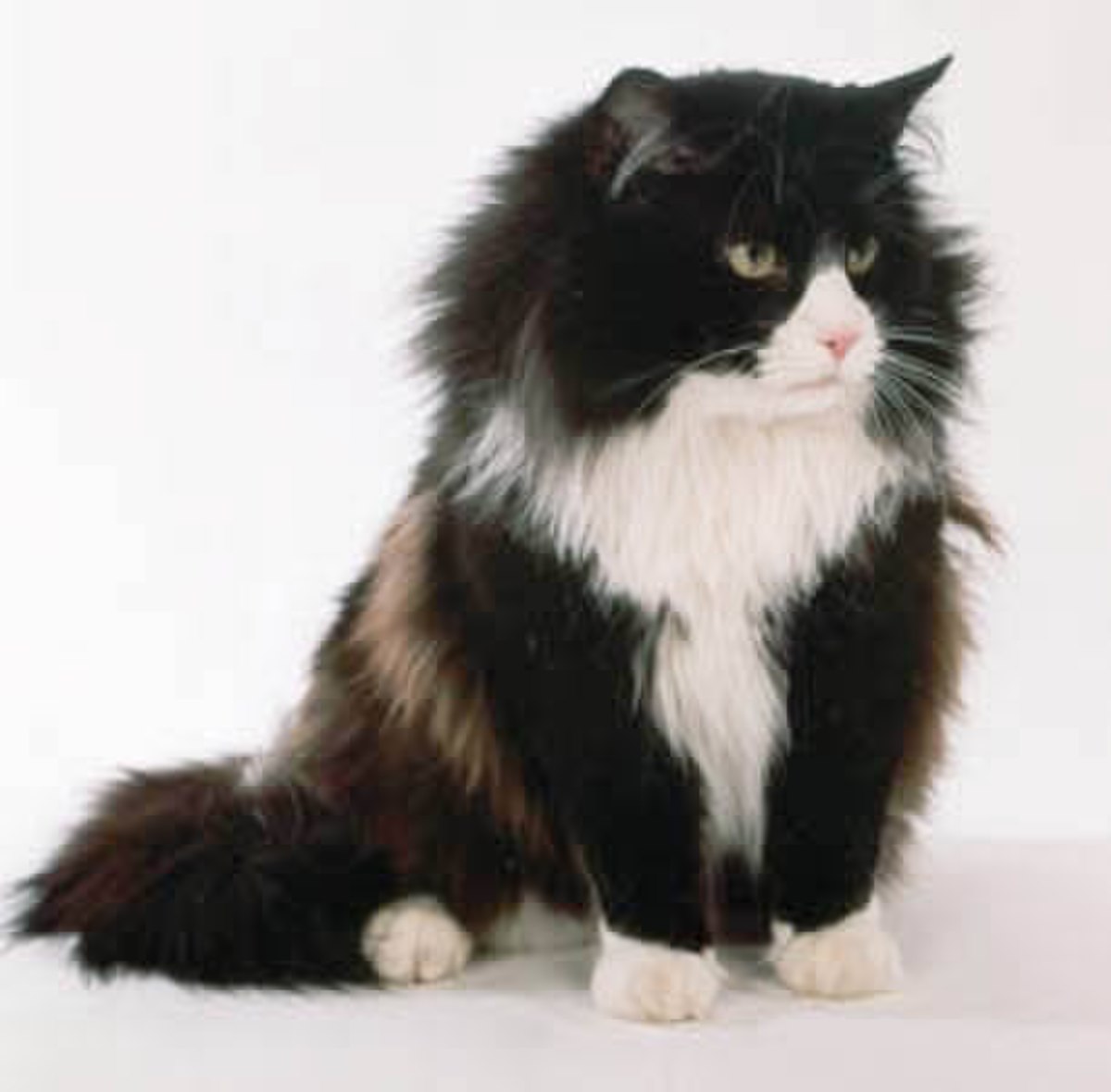 Norvégien (chat)