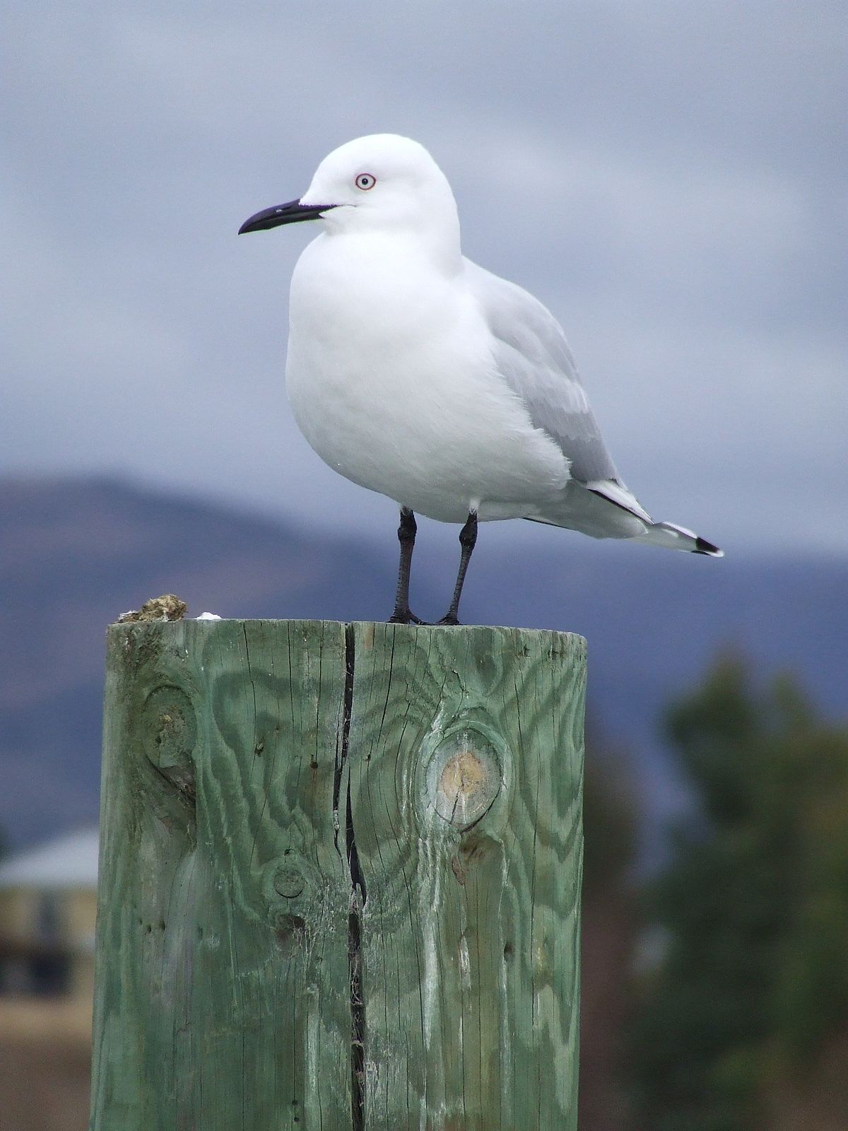 Mouette de Buller