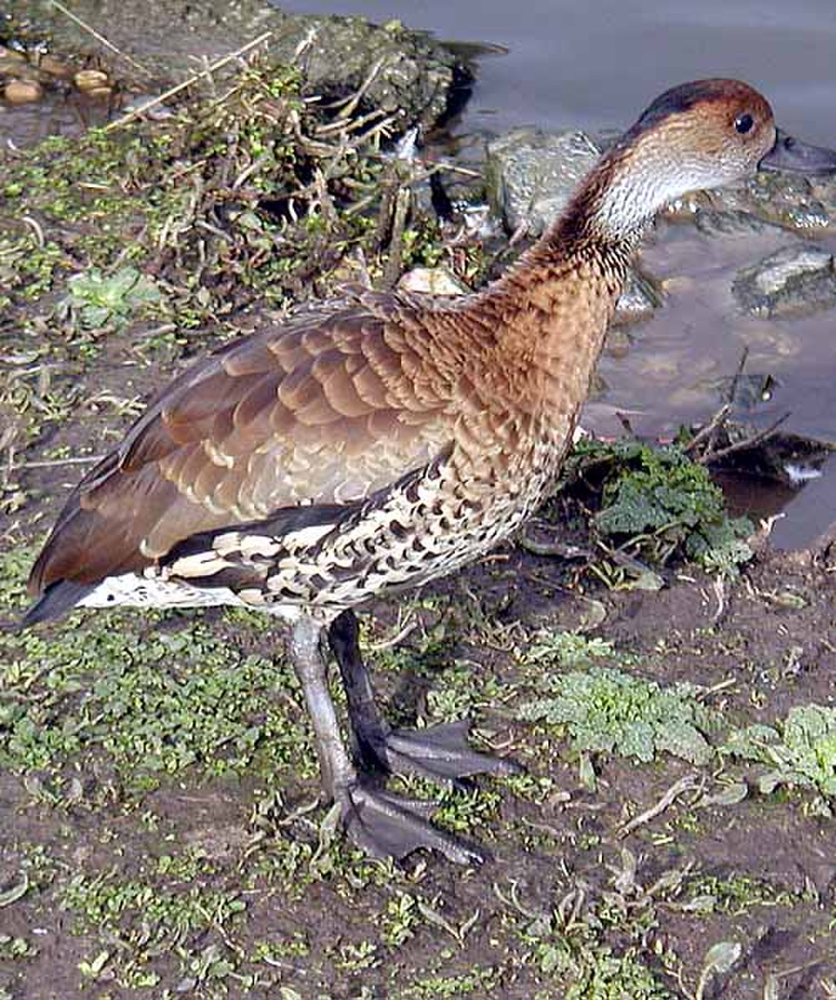 Dendrocygne des Antilles