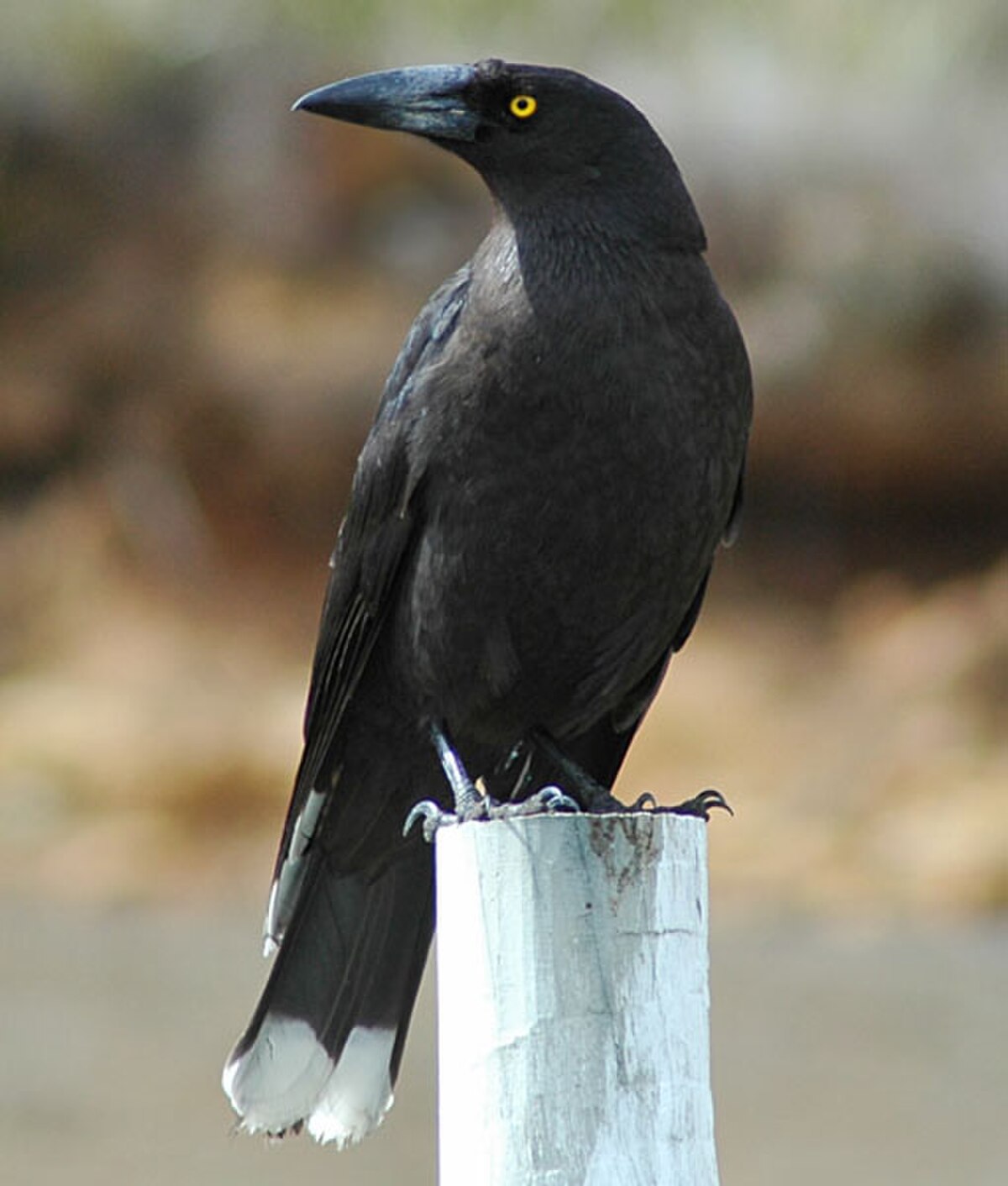 Réveilleur noir