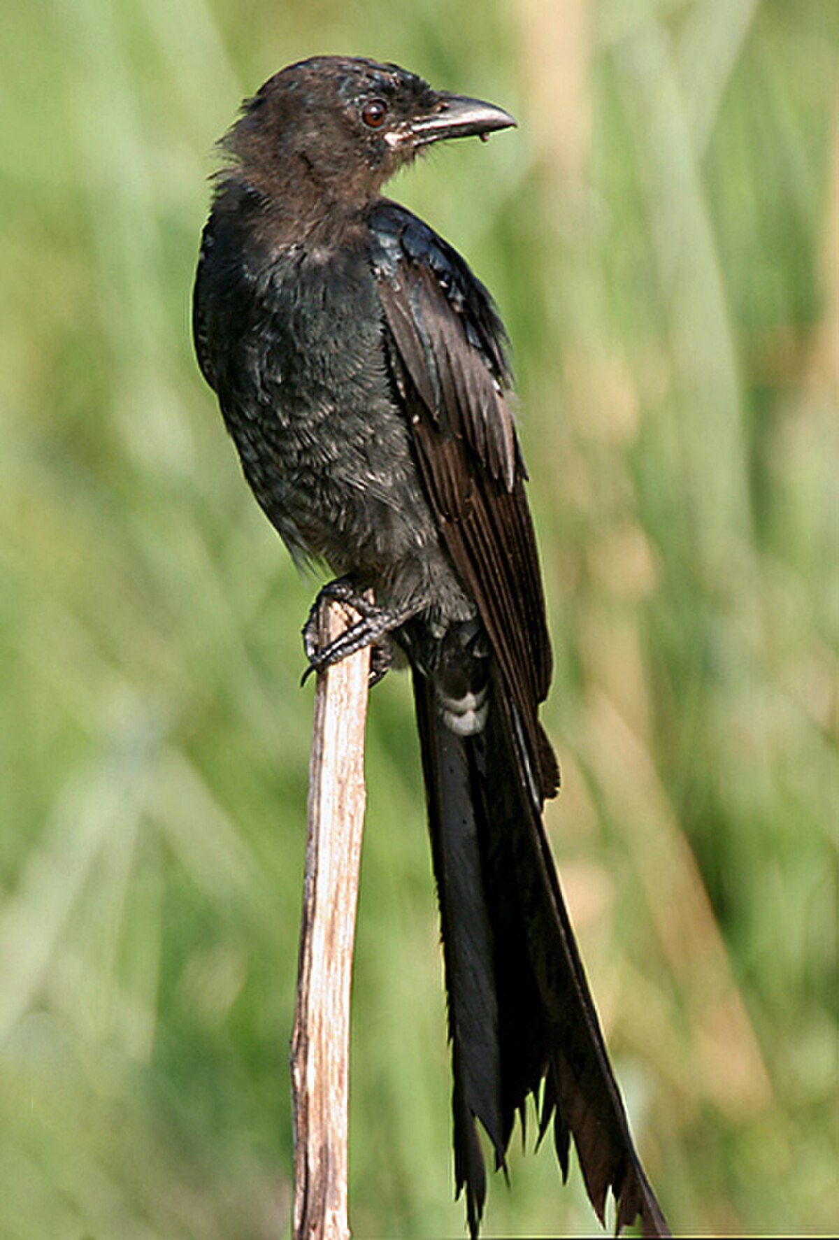 Drongo royal
