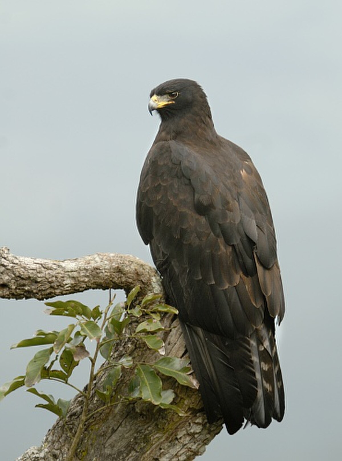 Aigle noir (oiseau)