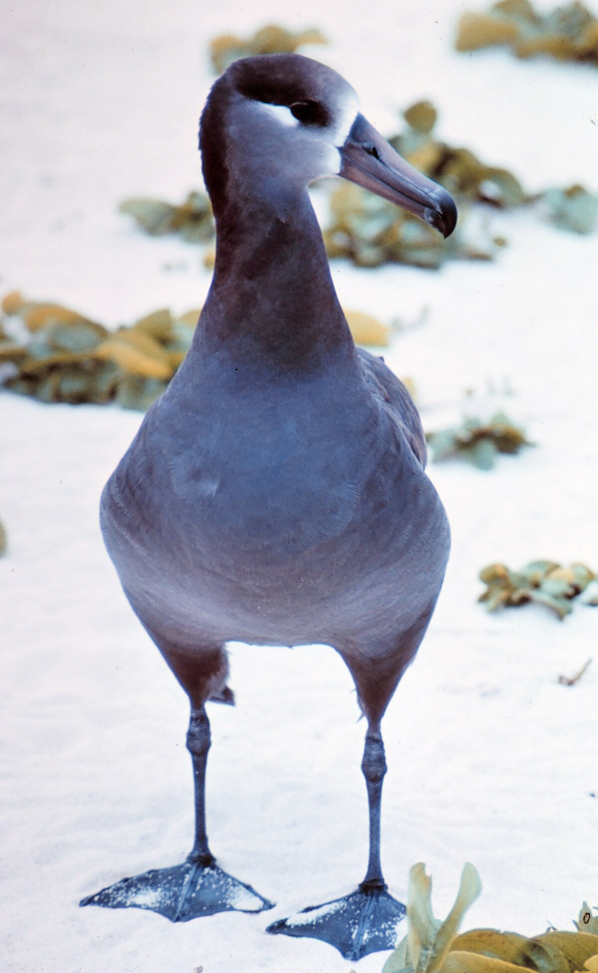 Albatros à pieds noirs
