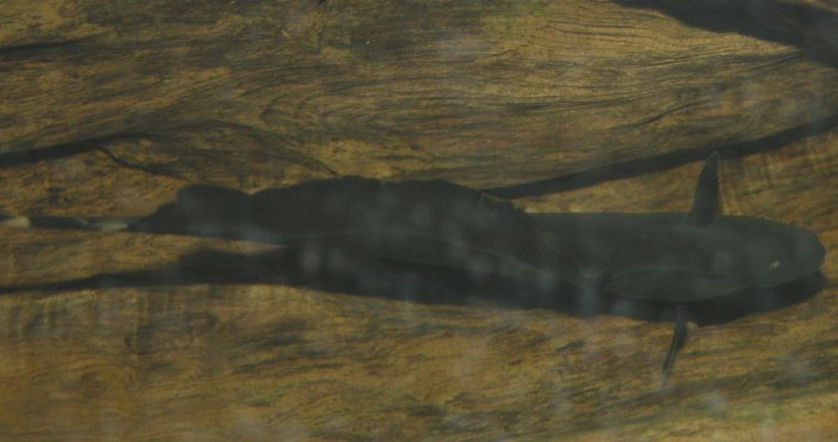 Apteronotus