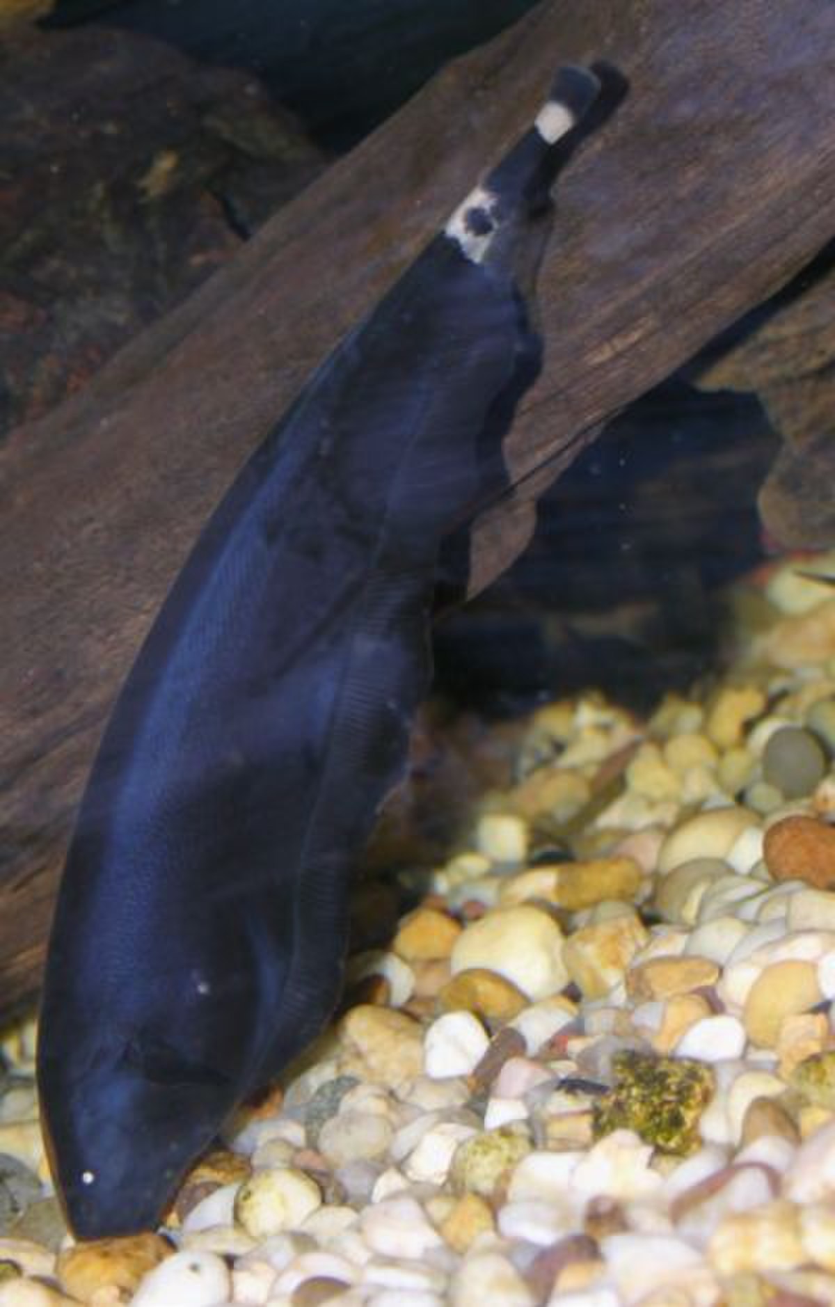 Apteronotidae