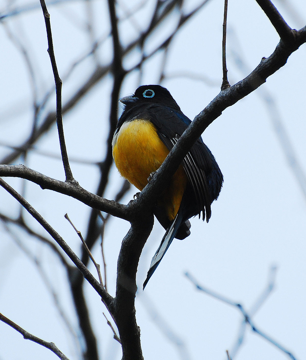 Trogon à tête noire