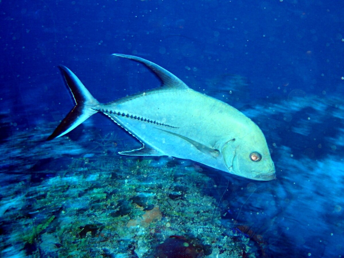 Caranx lugubris