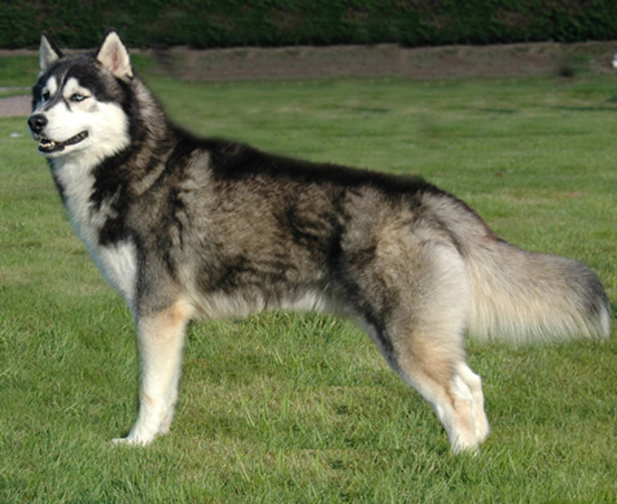 Husky sibérien