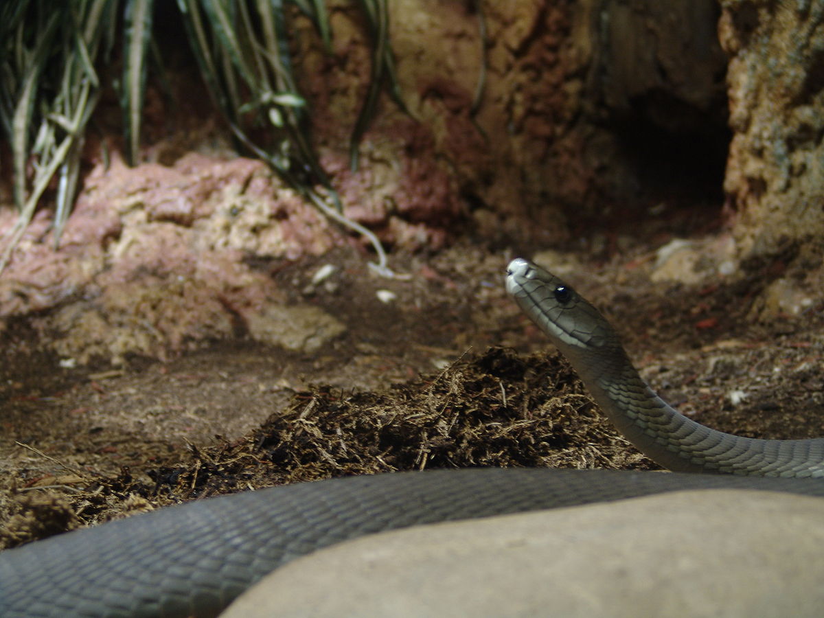 Mamba (biologie)